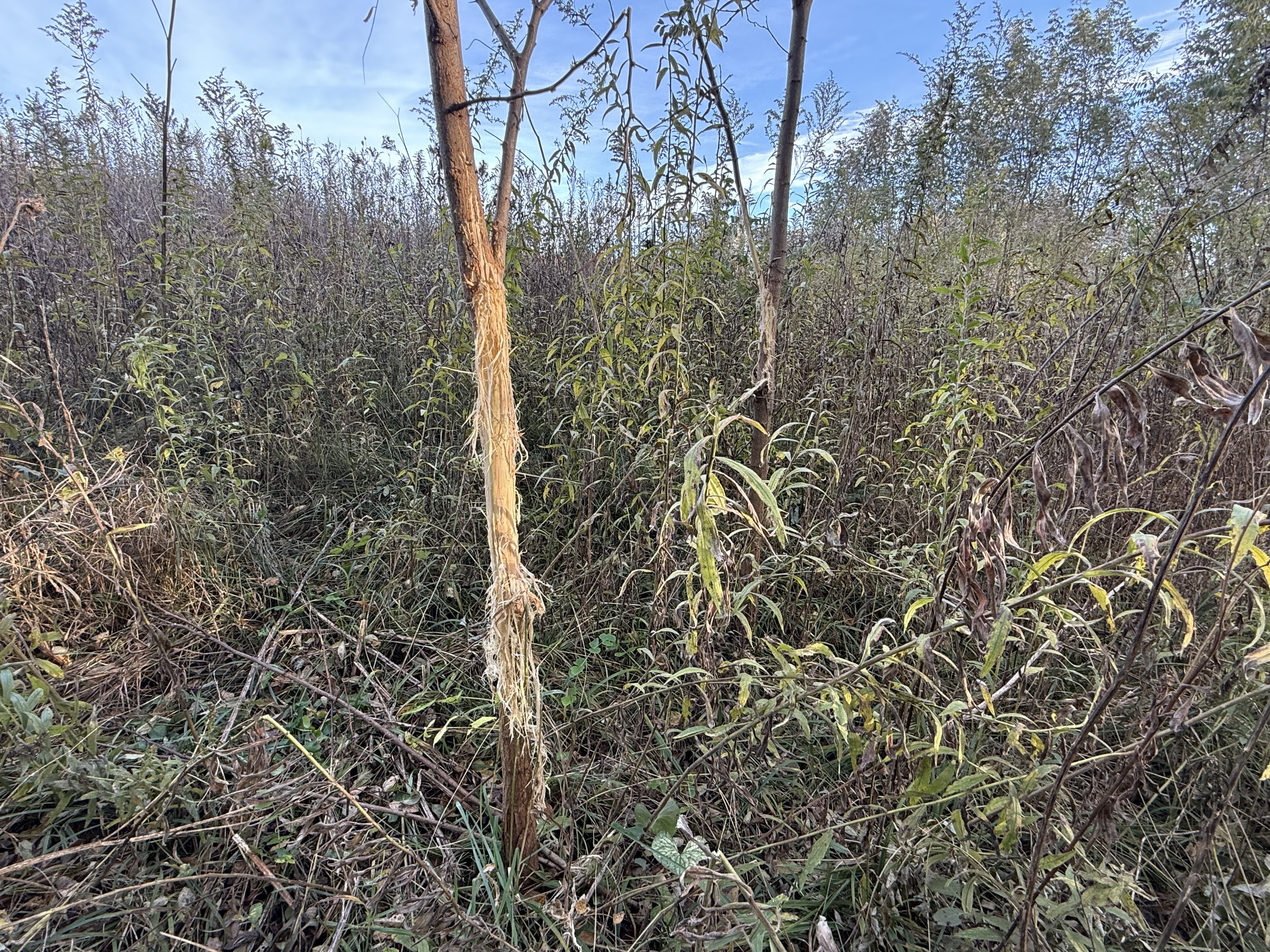 Listing Photo: Photo Oct 30 2025, 8 51 03 AM